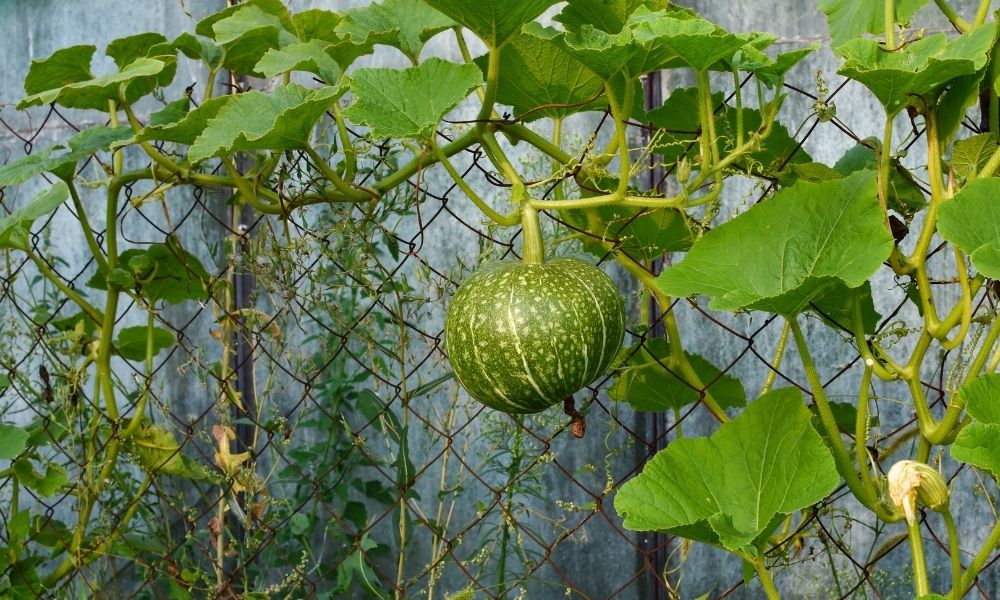 Best Fruits and Vegetables To Grow on a Fence cats claw fasteners