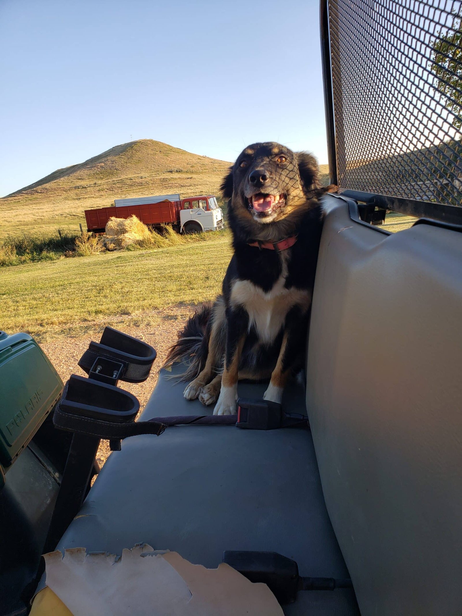 Digging Dog Fencing Tips: A Cowboy’s Perspective