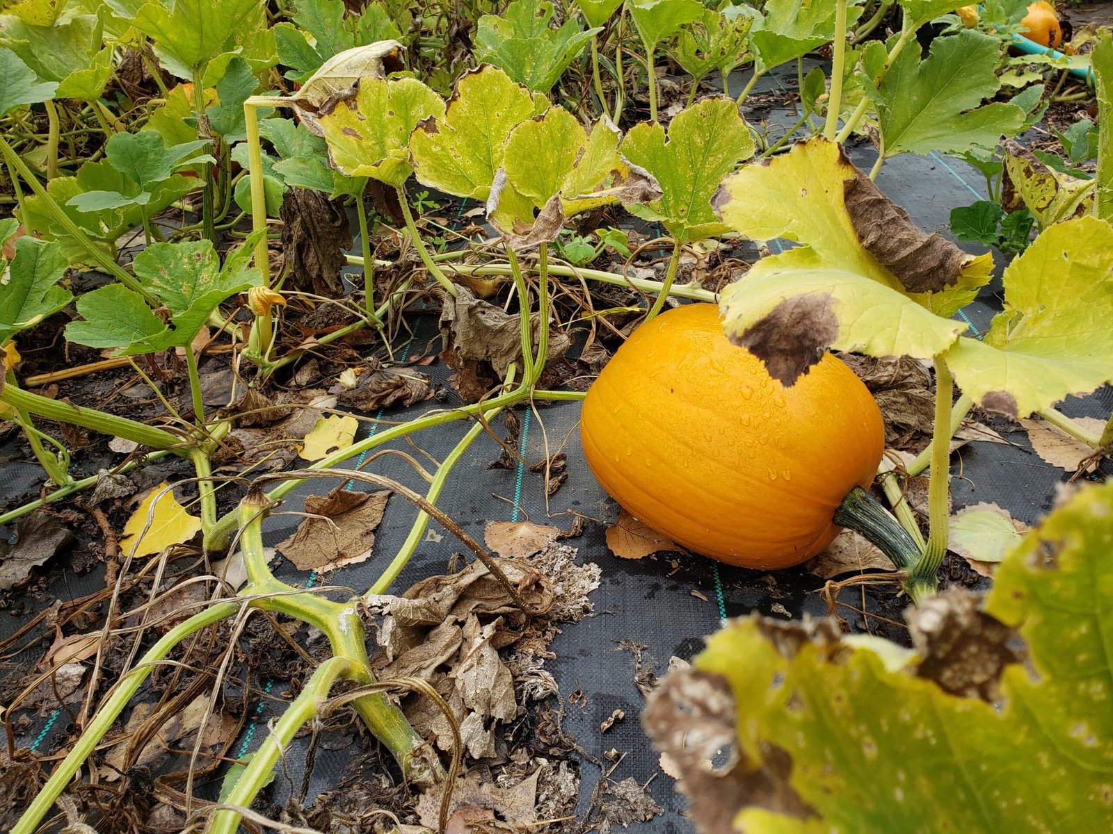 What to Do With Leftover Pumpkins