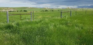 DIY Fencing 101: Tips and Tricks green grass wire fencing