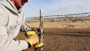 Josh Installing a toughest fencing staple, cat's claw fencing staple