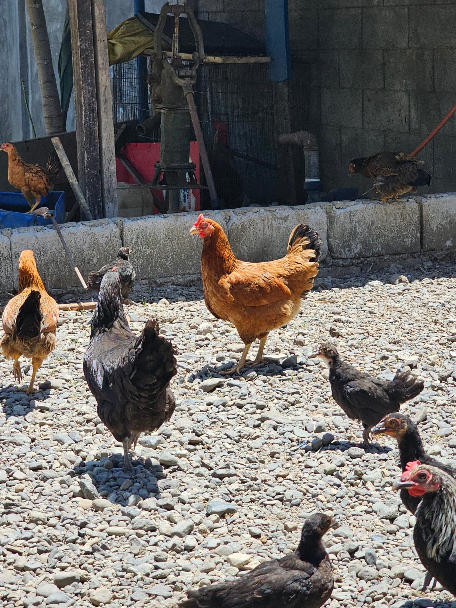 Raising chickens: Is it worth it?