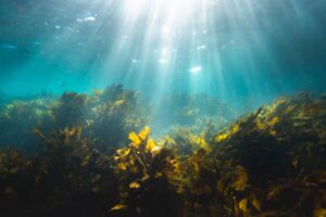Seaweed Farm: The Importance of Fencing Hardware