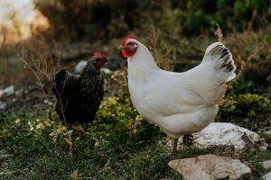 Raising chickens Using chickens for pest control