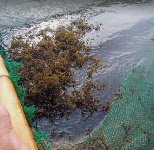 Seaweed Farm: The Importance of Fencing Hardware