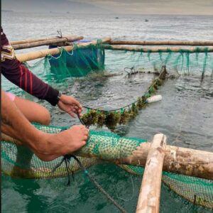 seaweed farming Junie's seaweed farm Seaweed Farm: The Importance of Fencing Hardware