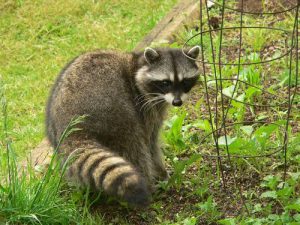 raccoon in the garden Metal fasteners for garden fences