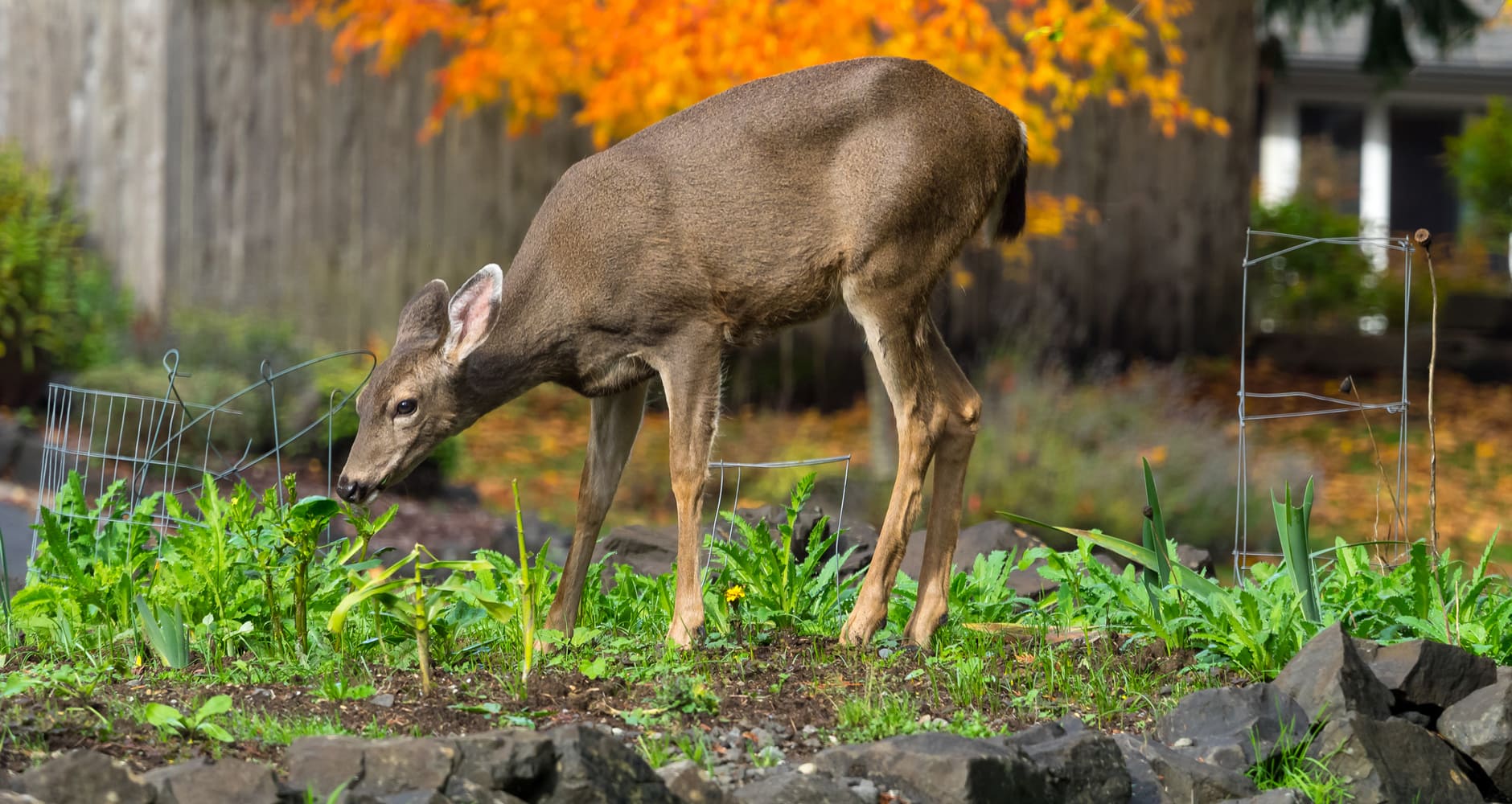 Deer in garden Metal fasteners for garden fences