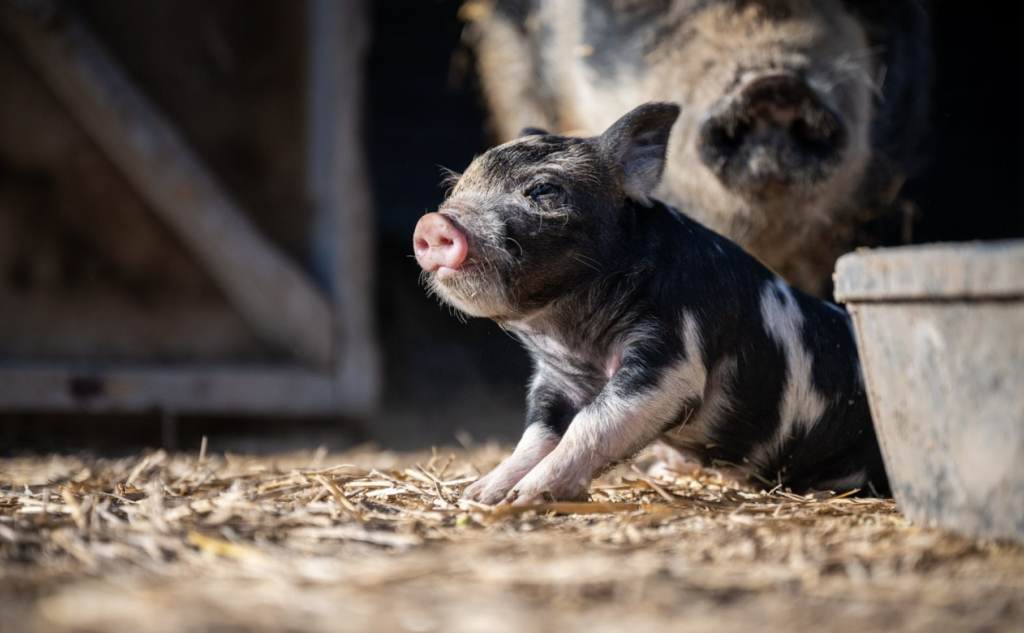 Ideal Pig Breeds: the Pros and Cons