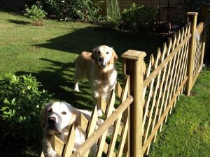 Pet-friendly garden fencing