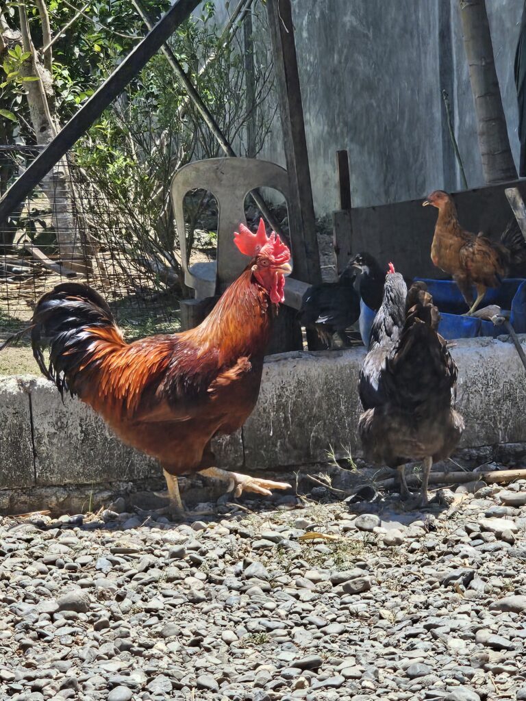 Chicken and Duck: Exploring Free-Range Farming