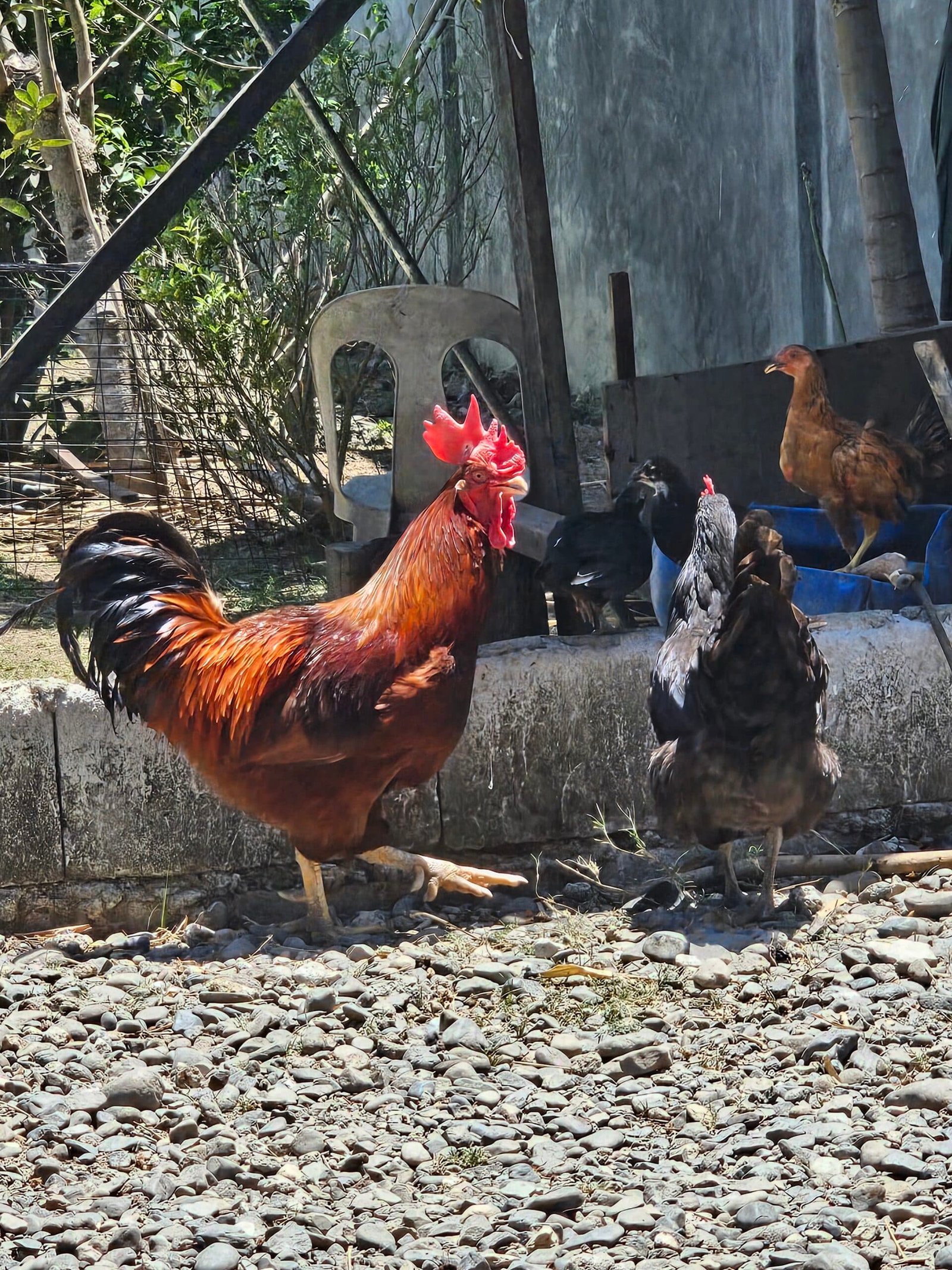 Chicken and Duck: Exploring Free-Range Farming