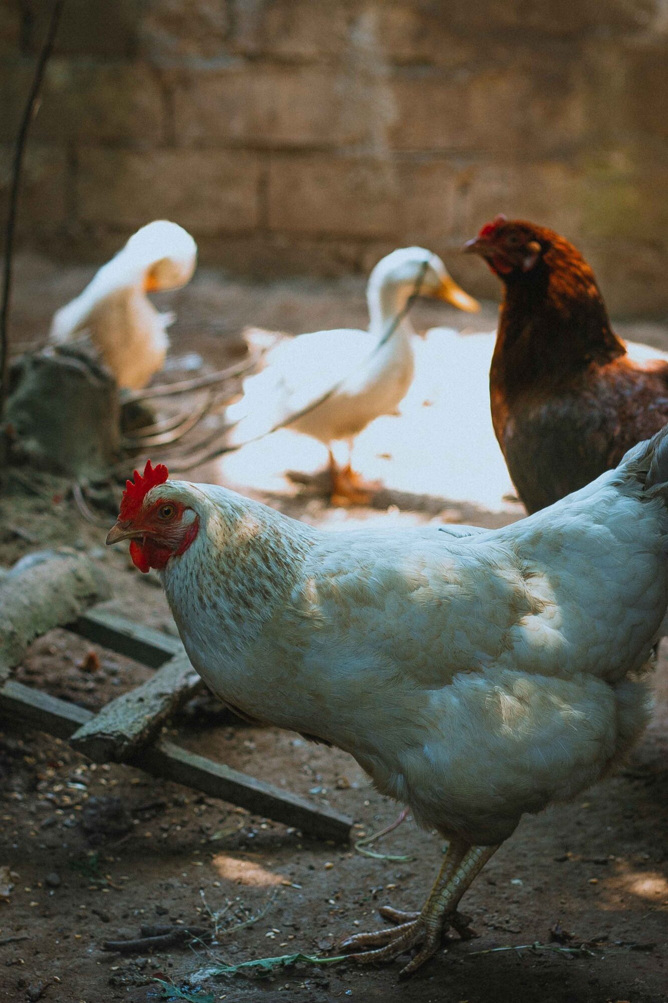Chicken and Duck: Exploring Free-Range Farming - Cat's Claw Fasteners