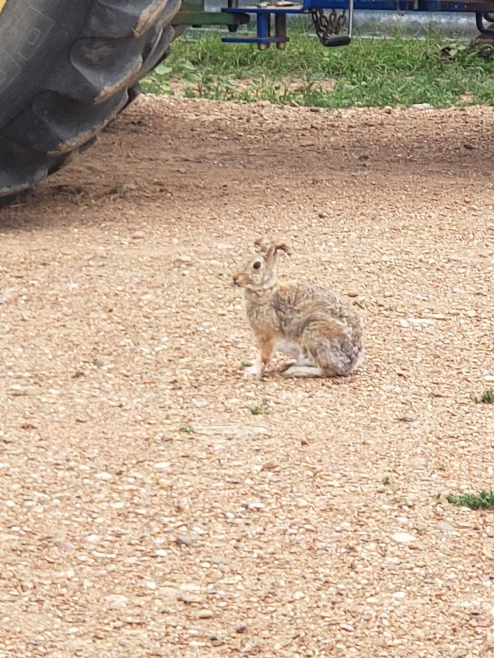 Rabbit Farming: A Lucrative Opportunity