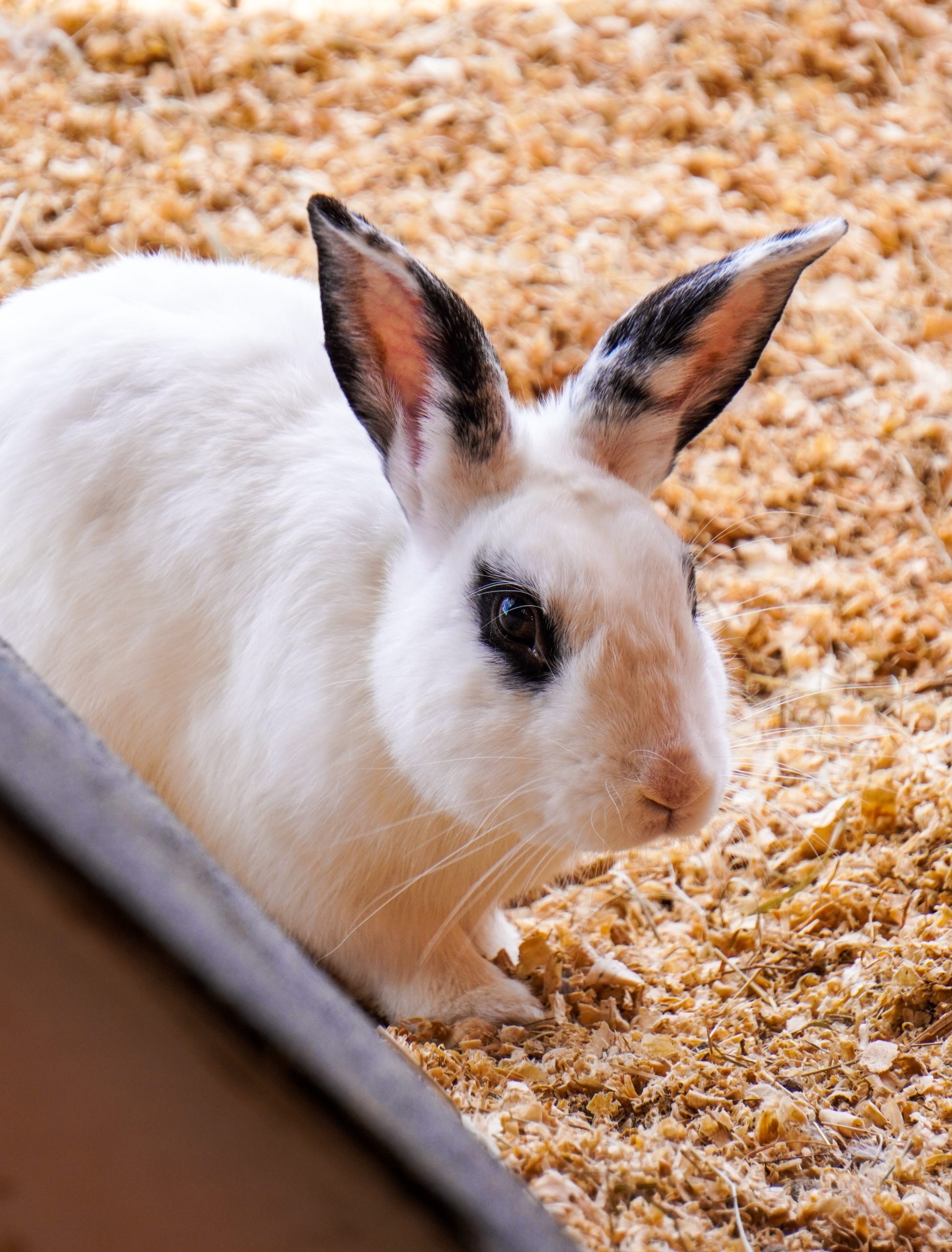 Rabbit Farming: A Lucrative Opportunity cats claw fasteners rabbit on farm