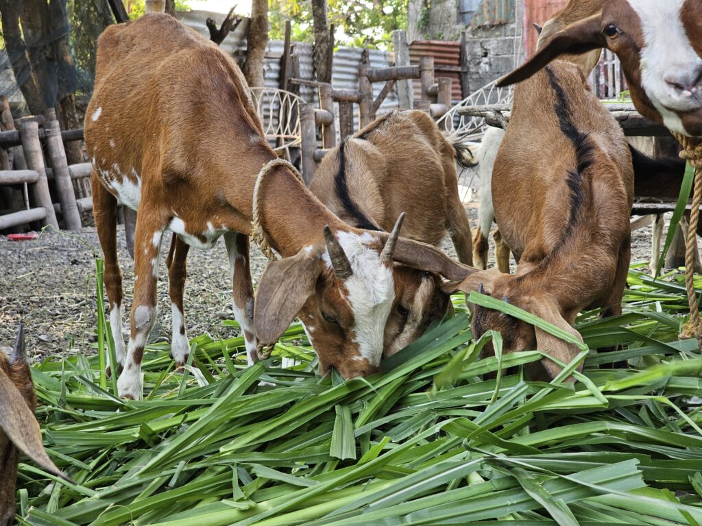 Goat Farming: A Global Perspective