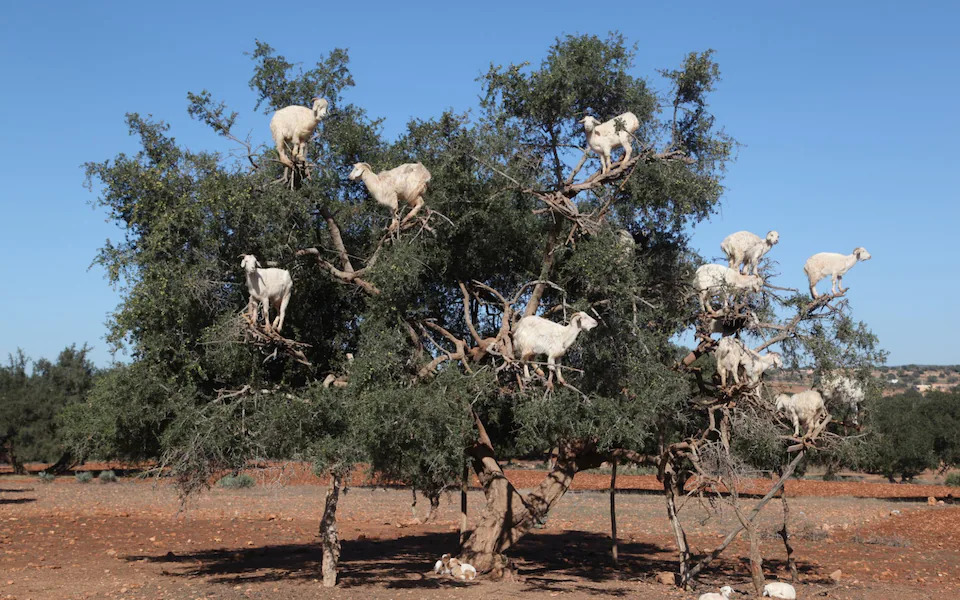 Goat Farming A Global Perspective goats in trees