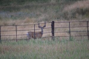 Deer Insights: Observing Montana’s Wildlife deer