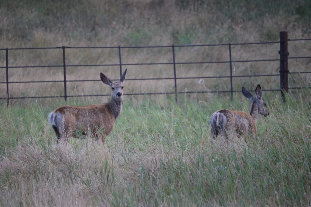 Deer Insights: Observing Montana’s Wildlife