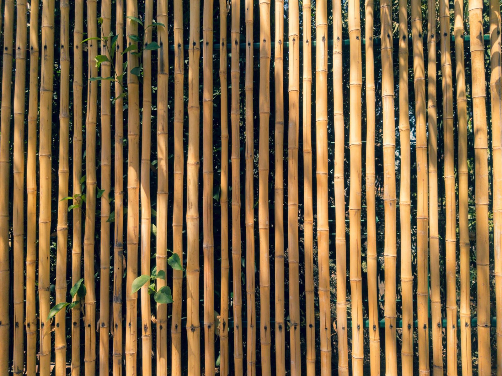 DIY Bamboo Fence Project Bamboo Bliss Cat's Claw Fasteners